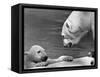 Polar Bears Looking at Each Other-Bill Varie-Framed Stretched Canvas