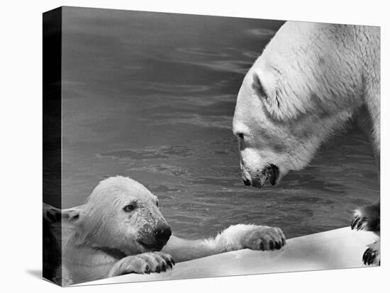 Polar Bears Looking at Each Other-Bill Varie-Stretched Canvas