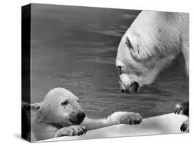 Polar Bears Looking at Each Other-Bill Varie-Stretched Canvas
