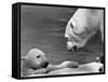 Polar Bears Looking at Each Other-Bill Varie-Framed Stretched Canvas