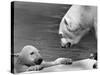 Polar Bears Looking at Each Other-Bill Varie-Stretched Canvas