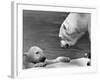 Polar Bears Looking at Each Other-Bill Varie-Framed Photographic Print