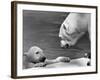 Polar Bears Looking at Each Other-Bill Varie-Framed Photographic Print