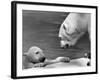 Polar Bears Looking at Each Other-Bill Varie-Framed Photographic Print