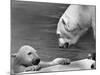 Polar Bears Looking at Each Other-Bill Varie-Mounted Photographic Print