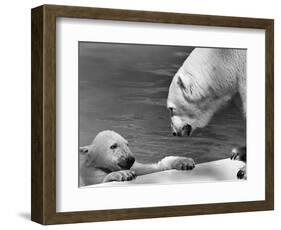 Polar Bears Looking at Each Other-Bill Varie-Framed Photographic Print