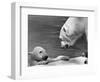 Polar Bears Looking at Each Other-Bill Varie-Framed Photographic Print