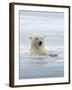 Polar Bears Near Kaktovic, Alaska-Howie Garber-Framed Photographic Print