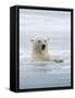 Polar Bears Near Kaktovic, Alaska-Howie Garber-Framed Stretched Canvas