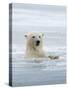 Polar Bears Near Kaktovic, Alaska-Howie Garber-Stretched Canvas