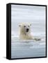 Polar Bears Near Kaktovic, Alaska-Howie Garber-Framed Stretched Canvas