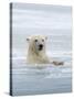 Polar Bears Near Kaktovic, Alaska-Howie Garber-Stretched Canvas