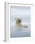 Polar Bears Near Kaktovic, Alaska-Howie Garber-Framed Photographic Print