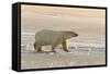 Polar Bears Near Kaktovic, Alaska-Howie Garber-Framed Stretched Canvas