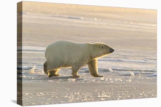 Polar Bears Near Kaktovic, Alaska-Howie Garber-Stretched Canvas