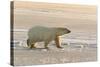 Polar Bears Near Kaktovic, Alaska-Howie Garber-Stretched Canvas