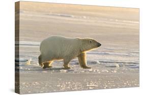 Polar Bears Near Kaktovic, Alaska-Howie Garber-Stretched Canvas