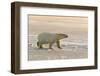 Polar Bears Near Kaktovic, Alaska-Howie Garber-Framed Photographic Print