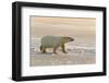 Polar Bears Near Kaktovic, Alaska-Howie Garber-Framed Photographic Print