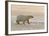 Polar Bears Near Kaktovic, Alaska-Howie Garber-Framed Photographic Print