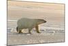 Polar Bears Near Kaktovic, Alaska-Howie Garber-Mounted Photographic Print