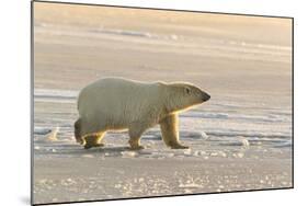 Polar Bears Near Kaktovic, Alaska-Howie Garber-Mounted Photographic Print