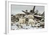 Polar Bears Near Kaktovic, Alaska-Howie Garber-Framed Photographic Print