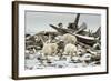 Polar Bears Near Kaktovic, Alaska-Howie Garber-Framed Photographic Print