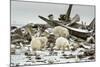 Polar Bears Near Kaktovic, Alaska-Howie Garber-Mounted Photographic Print