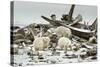 Polar Bears Near Kaktovic, Alaska-Howie Garber-Stretched Canvas