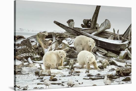 Polar Bears Near Kaktovic, Alaska-Howie Garber-Stretched Canvas