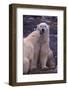 Polar Bears Nuzzling-DLILLC-Framed Photographic Print