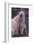 Polar Bears Nuzzling-DLILLC-Framed Photographic Print