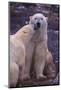 Polar Bears Nuzzling-DLILLC-Mounted Photographic Print