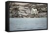 Polar Bears on Harbour Islands, Hudson Bay, Nunavut, Canada-Paul Souders-Framed Stretched Canvas