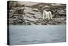 Polar Bears on Harbour Islands, Hudson Bay, Nunavut, Canada-Paul Souders-Stretched Canvas