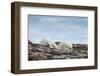 Polar Bears on Harbour Islands, Hudson Bay, Nunavut, Canada-Paul Souders-Framed Photographic Print