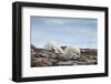 Polar Bears on Harbour Islands, Hudson Bay, Nunavut, Canada-Paul Souders-Framed Photographic Print