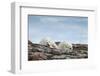 Polar Bears on Harbour Islands, Hudson Bay, Nunavut, Canada-Paul Souders-Framed Photographic Print