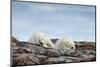 Polar Bears on Harbour Islands, Hudson Bay, Nunavut, Canada-Paul Souders-Mounted Photographic Print