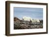 Polar Bears on Harbour Islands, Hudson Bay, Nunavut, Canada-Paul Souders-Framed Photographic Print