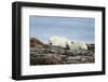 Polar Bears on Harbour Islands, Hudson Bay, Nunavut, Canada-Paul Souders-Framed Photographic Print