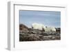 Polar Bears on Harbour Islands, Hudson Bay, Nunavut, Canada-Paul Souders-Framed Photographic Print