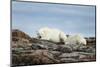 Polar Bears on Harbour Islands, Hudson Bay, Nunavut, Canada-Paul Souders-Mounted Photographic Print