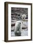 Polar Bears on Harbour Islands, Hudson Bay, Nunavut, Canada-Paul Souders-Framed Photographic Print