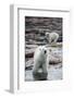 Polar Bears on Harbour Islands, Hudson Bay, Nunavut, Canada-Paul Souders-Framed Photographic Print