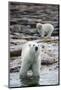 Polar Bears on Harbour Islands, Hudson Bay, Nunavut, Canada-Paul Souders-Mounted Photographic Print