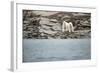 Polar Bears on Harbour Islands, Hudson Bay, Nunavut, Canada-Paul Souders-Framed Photographic Print