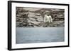 Polar Bears on Harbour Islands, Hudson Bay, Nunavut, Canada-Paul Souders-Framed Photographic Print