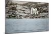 Polar Bears on Harbour Islands, Hudson Bay, Nunavut, Canada-Paul Souders-Mounted Photographic Print